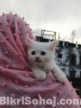 Persian cat